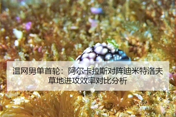 wen-wang-nan-dan-shou-lun-a-er-ka-la-si-dui-zhen-di-mi-te-luo-fu-cao-di-jin-gong-xiao-lv-dui-bi-fen-xi-3-782.jpg
